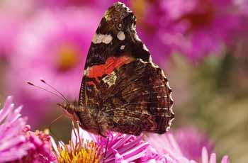 在线轰炸电话软件版