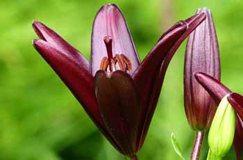 加载超快无等待的云呼死你