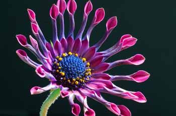 网络电话在线发送