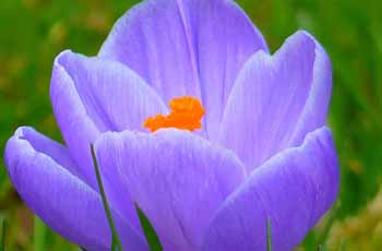 在线电话轰炸机