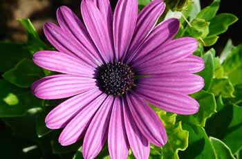 云呼短信测压网页版