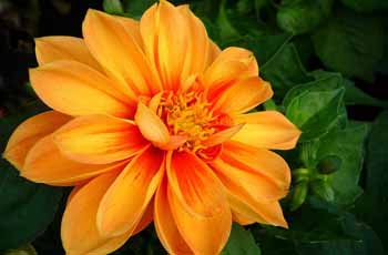 在线电话轰炸机